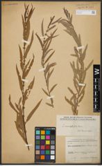 Foto von Salix acmophylla Boiss.